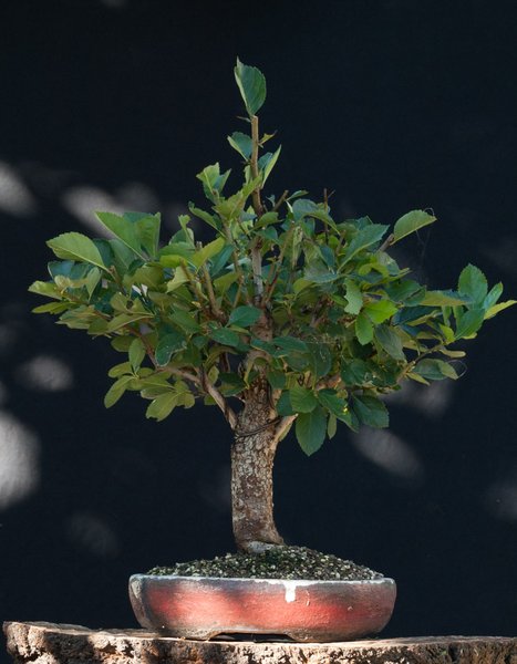 Crataegus1.jpg