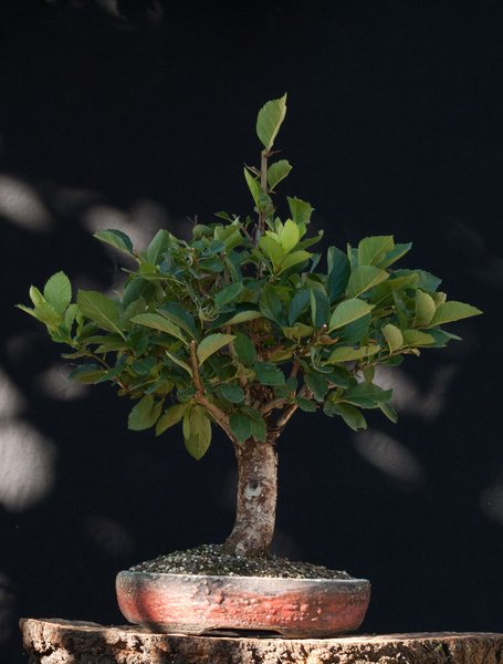 Crataegus2.jpg