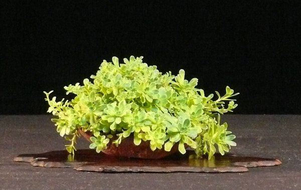 Krustensteinbrech (Saxifraga paniculata), Schale Walsall