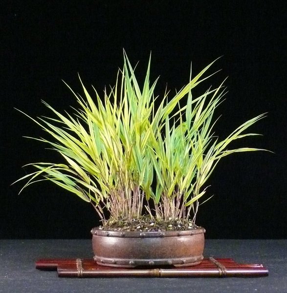 Japan-Waldgras (Hakonechloa macra 'Aureola'), Schale Japan