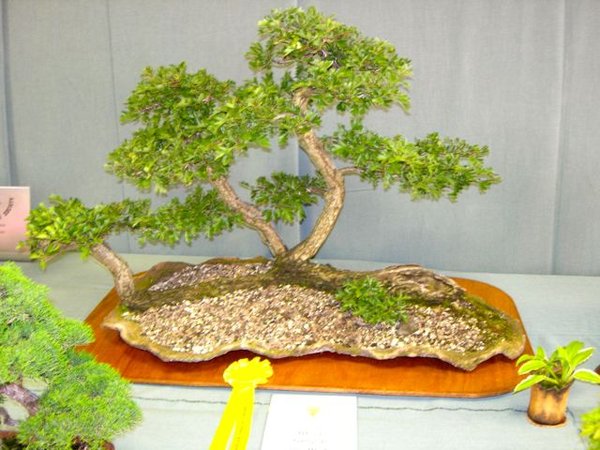 DSCN5175.jpg