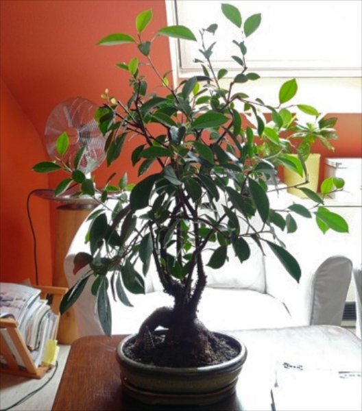 Ficus-Retusa 2.jpg