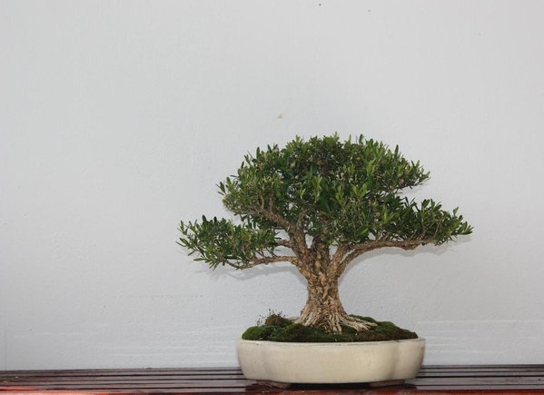 buxus 2012 im august.jpg