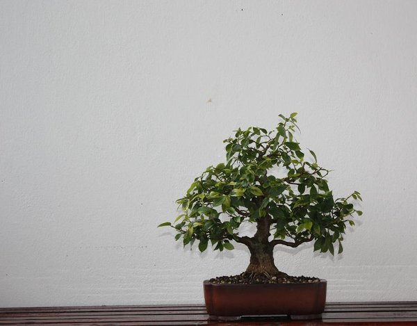 zürgelbaum 2012 im august.jpg