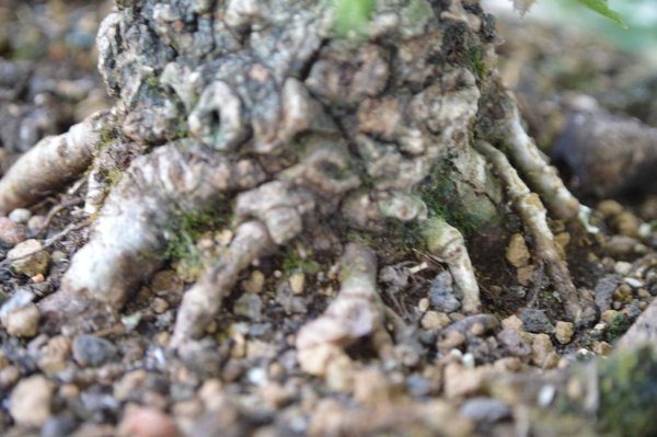 Zelkova nire Nebari.jpg