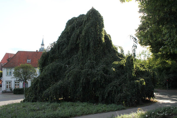 IMG_0071.jpg