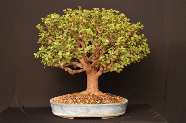 portulacaria afra gross August 12.jpg