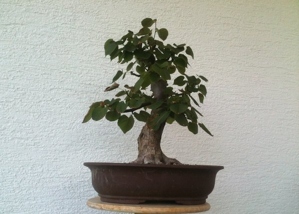 Juni 2012