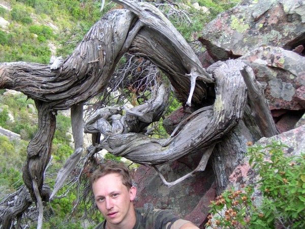 Davy in Korsika, neben einem beeindruckenden Exemplar seiner Lieblingsbaumsorte (Wacholder)