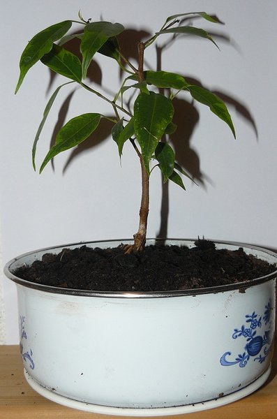 P1060045_1.jpg