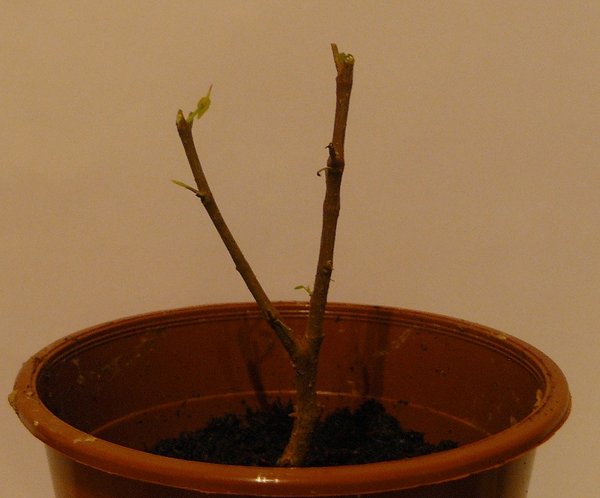 P1060033_1.jpg