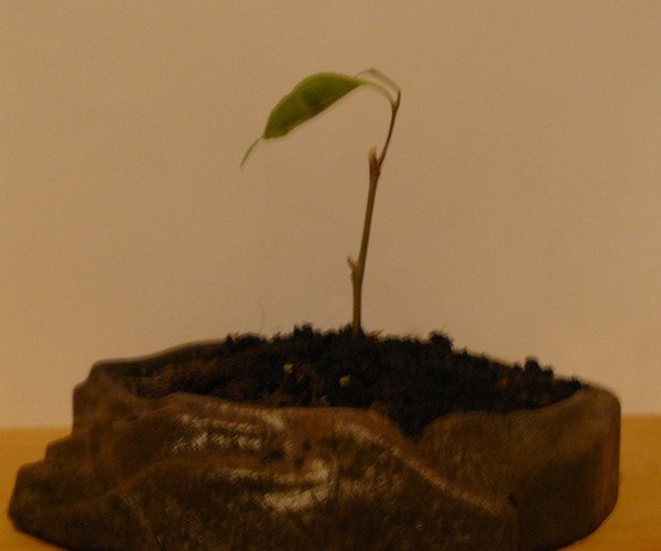P1060035_1.jpg