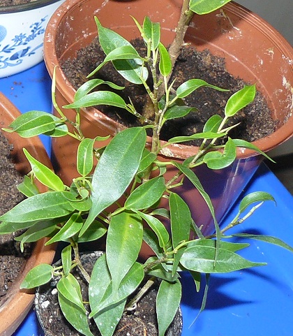 P1060013_2.jpg