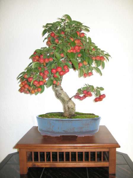 apfel_139.jpg