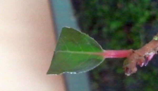Ein Blatt mit entfernter Spitze
