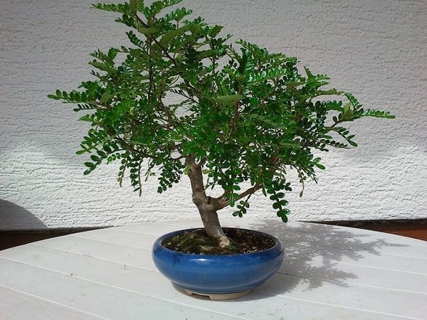 pfefferbaum2,20.08.12.jpg
