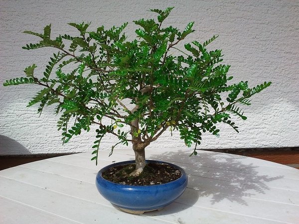 pfefferbaum4,20.08.12.jpg