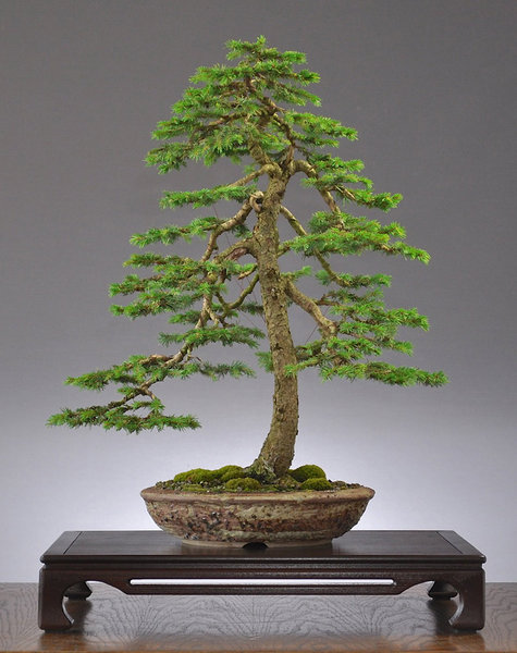 Picea_Stefan_01.jpg