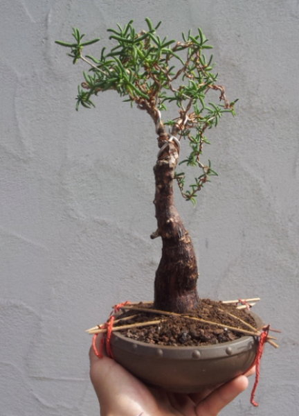 Mestoklema tuberosa .jpg