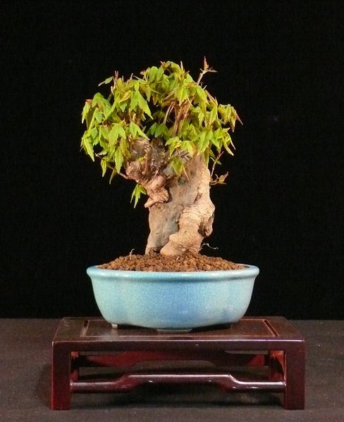P1050476k.JPG