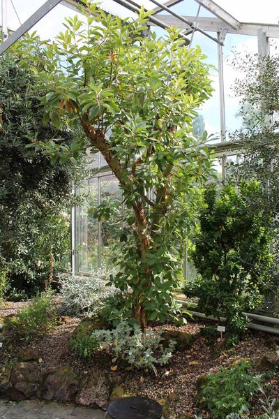 Arbutus-andrachne_Erdbeerbaum