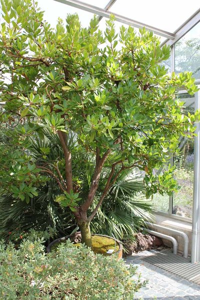 Arbutus-unedo_Erdbeerbaum