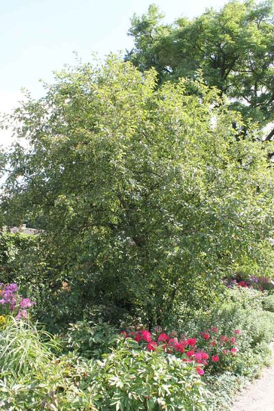Malus-x-zumi_Professer Sprenger, hat jemand so etwas als bonsai ................