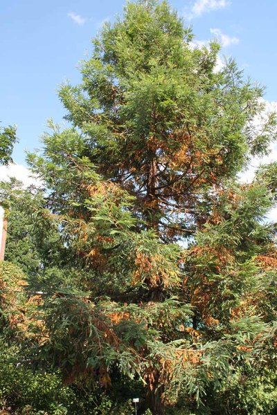 Sequoia-sempervirens_Küstenmammutbaum