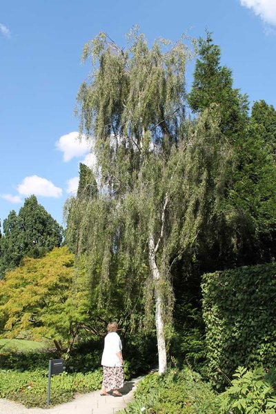 Betula-pendula-Gracilis