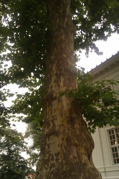 IMAG0383.jpg