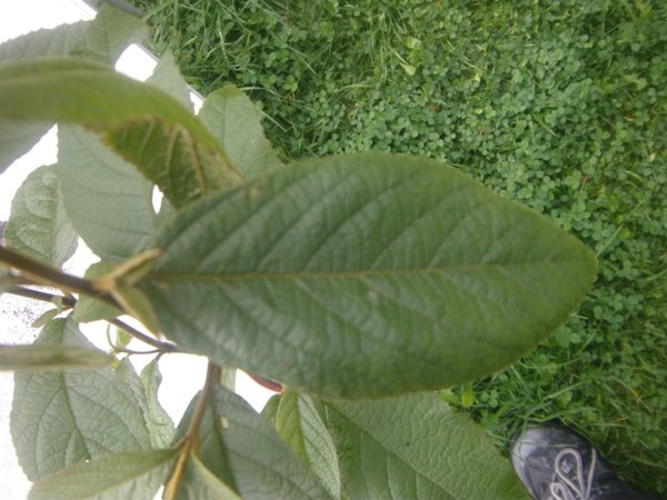 Blatt.jpg