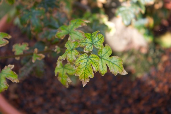Feldahorn: Chlorose trotz täglicher Düngung?