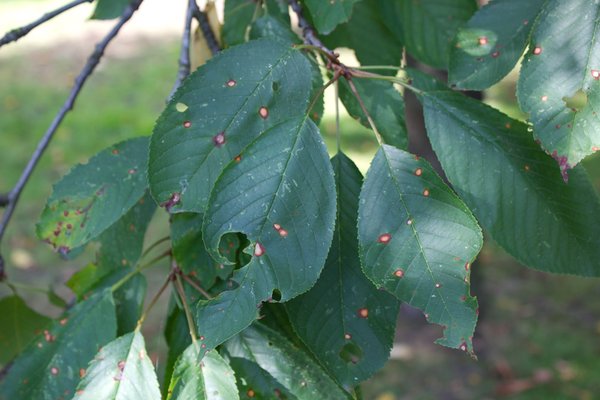 Kirschbaum aus meinem Garten