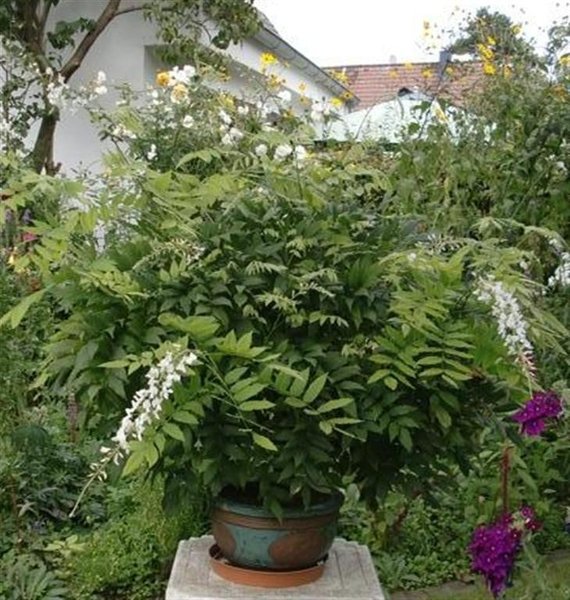 weissregen (Medium) (Large).jpg