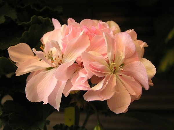 Denebola Blüten
