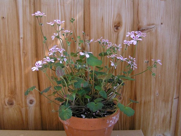 P. australe