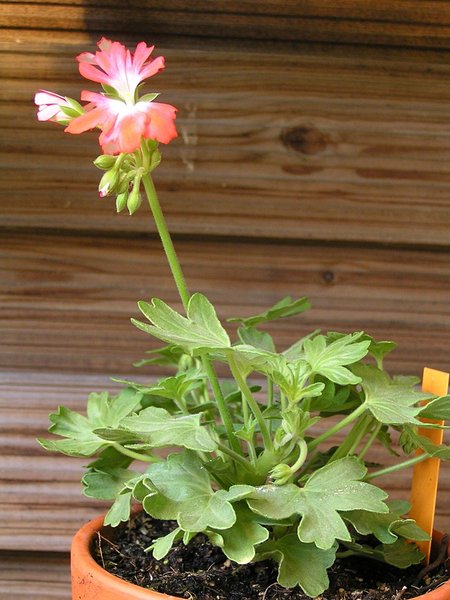 Strawberry Fairy 054.jpg