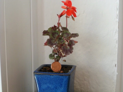 pelargonien 001a.jpg