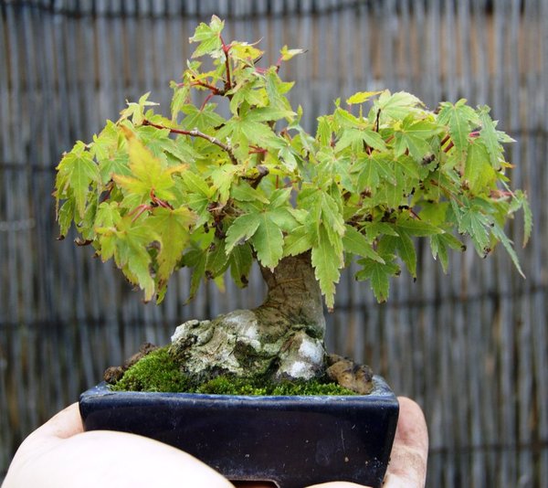 Acer pal. "Yama momigi"