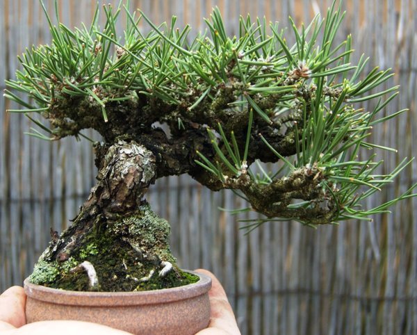 Pinus thunbergii