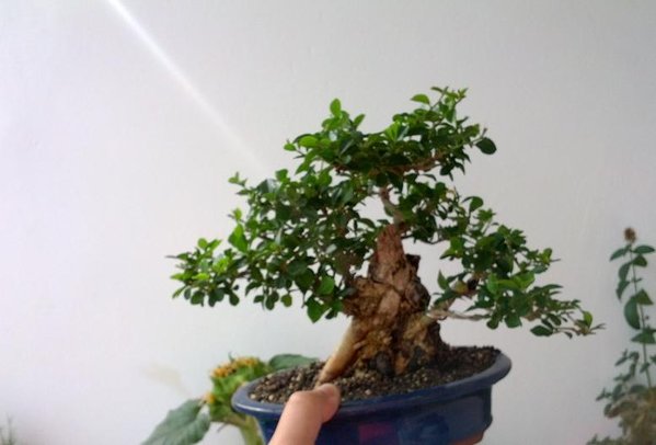 IMG_20120905_162726.jpg