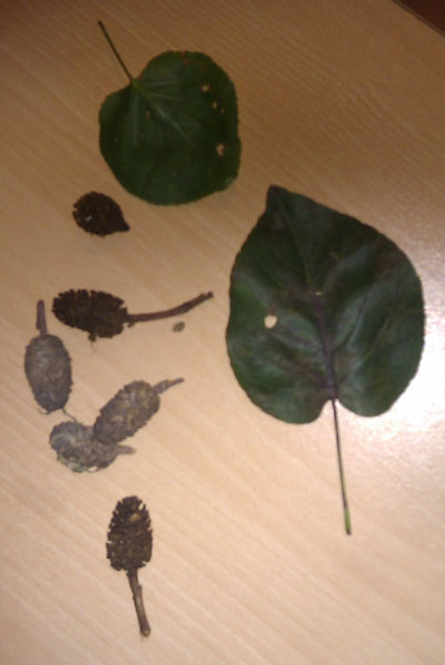 herzförmiges_blatt_baum.jpg
