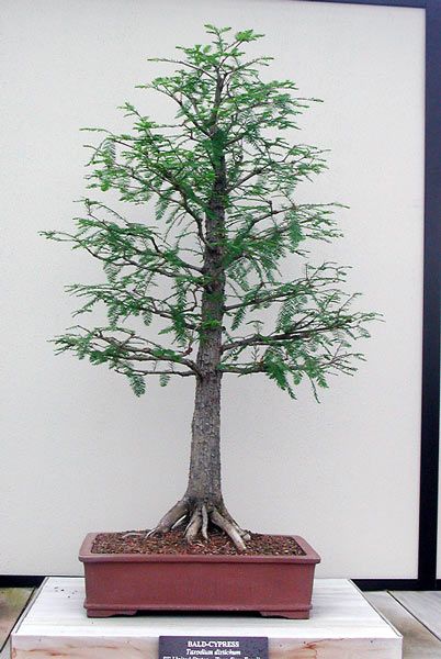 taxodium1.jpg
