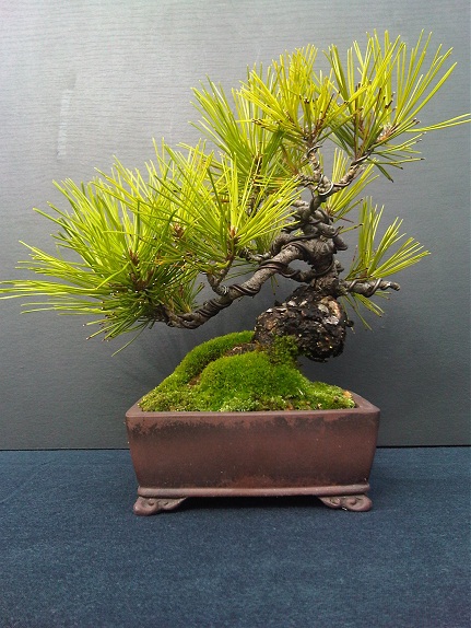 IMG01358-20120912-1152.jpg