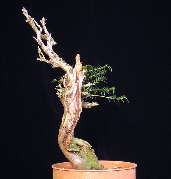1019200521Taxus.jpg