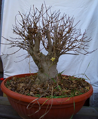 Acer campestre 200511_008a.JPG