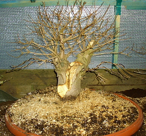 Acer campestre 200603_001a.JPG