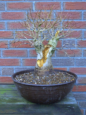 Acer campestre 200604_001a.JPG