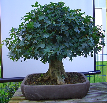 Acer campestre 200909_001a.JPG