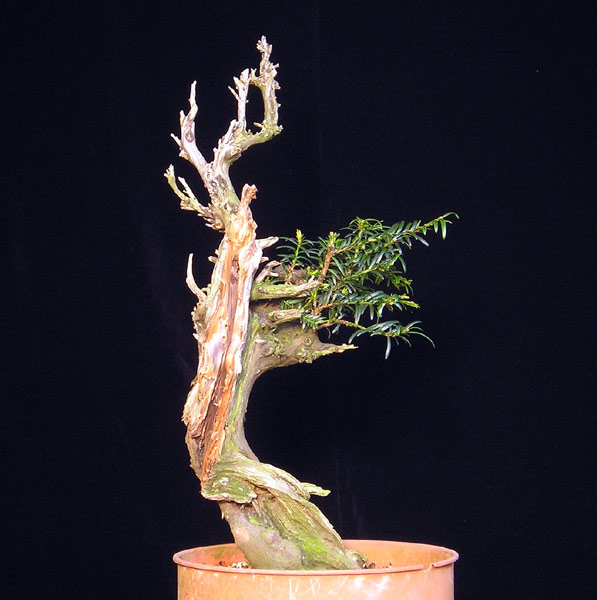 1019200520Taxus.jpg